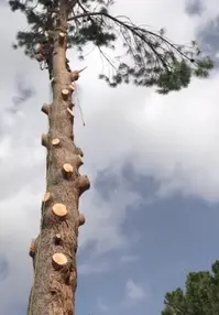 Tala y poda en altura de árboles en Sevilla