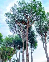 Tala y podas en altura en Cazalla de la Sierra, sevilla Tala y podas en altura en Cazalla de la Sierra, sevilla