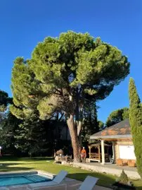 Tala y poda en Altura de árboles en Sevilla CASARICHE